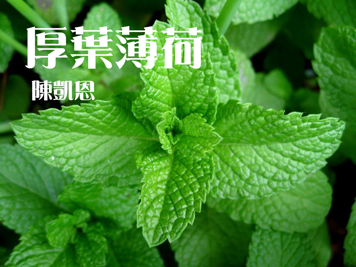 厚叶薄荷